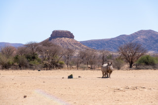 Wildlife Viewing
