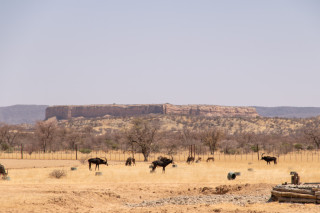 Wildlife Viewing