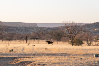 Wildlife Viewing