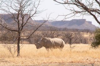 Wildlife Viewing