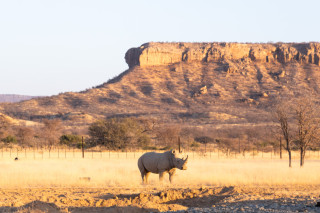Wildlife Viewing