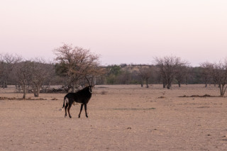 Wildlife Viewing