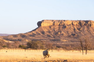 Wildlife Viewing