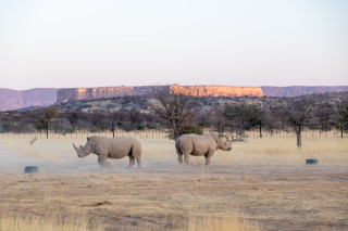 Wildlife Viewing