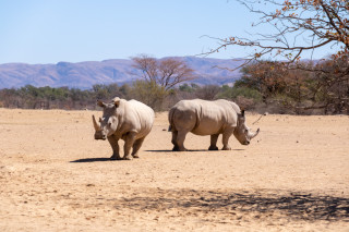 Wildlife Viewing